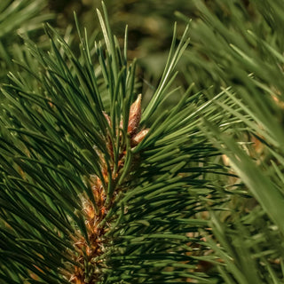 Pura Car Frasier Fir Scent Refill